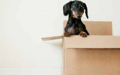 Moving to a New Home? Here are Some Items You Can Lease